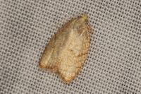 Acleris forsskaleana
