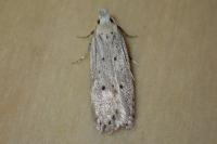 Nothris verbascella