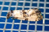 Cochylichroa atricapitana