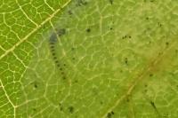 Phyllonorycter coryli
