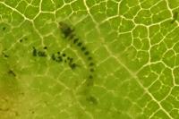 Phyllonorycter coryli
