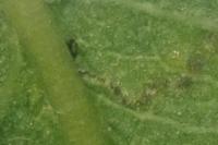 Stigmella anomalella