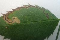 Stigmella anomalella