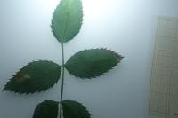 Stigmella anomalella