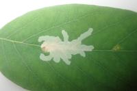 Parectopa robiniella