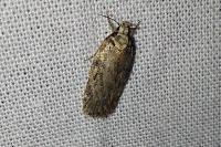 Depressaria douglasella