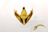 Depressaria douglasella