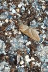 Triodia sylvina