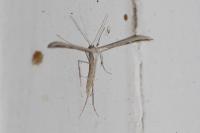 Emmelina monodactyla