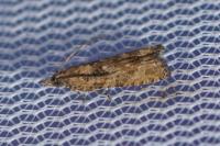 Acroclita subsequana