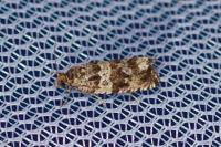 Celypha cespitana