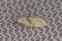 Cochylidia implicitana