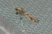Gracillaria syringella