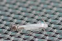 Lyonetia clerkella