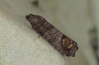 Cydia pomonella