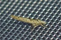 Zelleria oleastrella