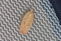 Agonopterix irrorata