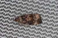 Endothenia gr. gentianaeana