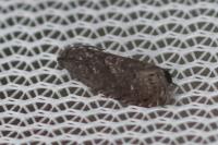 Grapholita molesta