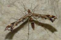 Amblyptilia acanthadactyla