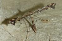 Amblyptilia acanthadactyla
