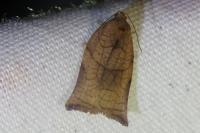 Archips podana