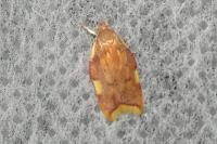 Carcina quercana