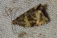 Celypha lacunana