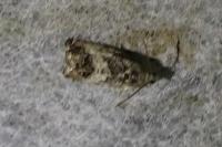 Cydia splendana