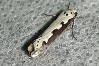 Ethmia bipunctella