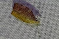 Pandemis corylana