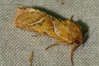 Triodia sylvina