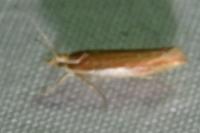 Ypsolopha parenthesella