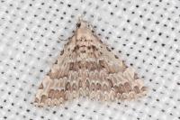 Alucita palodactyla