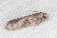 Blastobasis glandulella