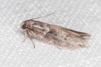 Blastobasis glandulella