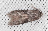 Blastobasis glandulella