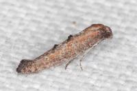 Ochromolopis staintonellus