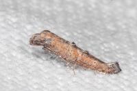 Ochromolopis staintonellus