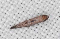 Ochromolopis staintonellus
