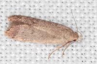 Anacampsis