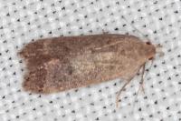 Anacampsis