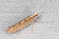 Plutella xylostella