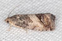 Cydia splendana