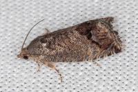 Cydia splendana