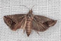 Cydia splendana