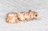 Lobesia botrana