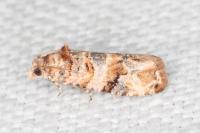 Lobesia botrana