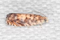 Pammene gallicolana
