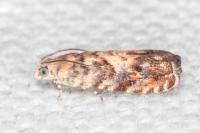 Pammene gallicolana